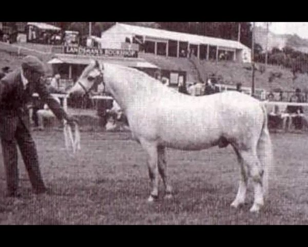 Deckhengst Springbourne Blueberry (Welsh Pony (Sek.B), 1967, von Brierwood Blue Boy)
