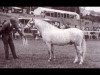 Deckhengst Springbourne Blueberry (Welsh Pony (Sek.B), 1967, von Brierwood Blue Boy)