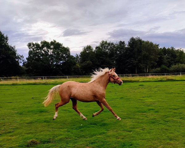 dressage horse Bibi (German Riding Pony, 2021, from D-Gold AT NRW)