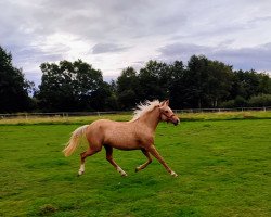 Dressurpferd Bibi (Deutsches Reitpony, 2021, von D-Gold AT NRW)