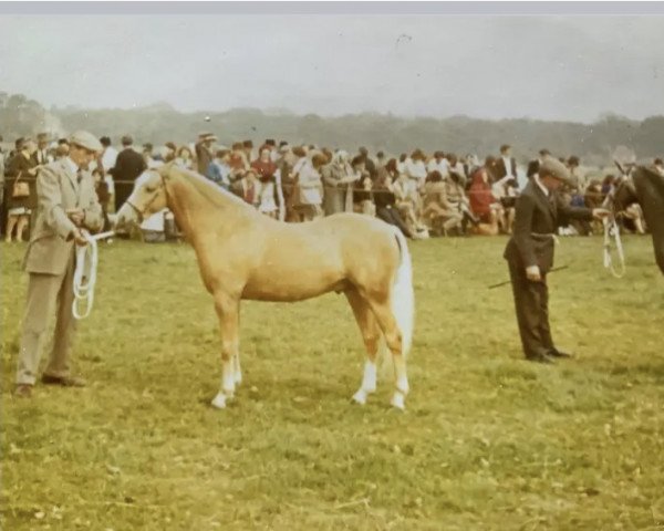 stallion Belvoir Zoroaster (Welsh-Pony (Section B), 1965, from Downland Chevalier)
