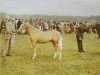 Deckhengst Belvoir Zoroaster (Welsh Pony (Sek.B), 1965, von Downland Chevalier)