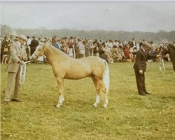 Deckhengst Belvoir Zoroaster (Welsh Pony (Sek.B), 1965, von Downland Chevalier)