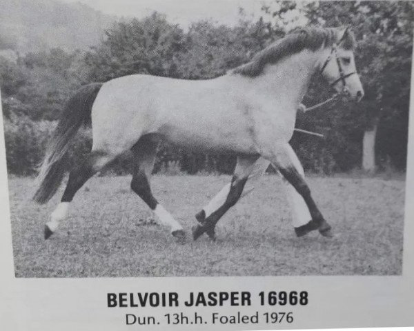 stallion Belvoir Jasper (Welsh-Pony (Section B), 1976, from Lechlade Scarlet Pimpernel)