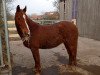 broodmare Bea (German Riding Pony, 1999, from Molenhorn's Pasja)