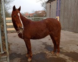 broodmare Bea (German Riding Pony, 1999, from Molenhorn's Pasja)