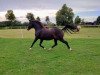 broodmare Bijou II (German Riding Pony, 2012, from Strahlemann)