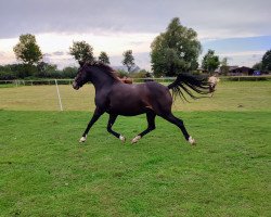 Zuchtstute Bijou II (Deutsches Reitpony, 2012, von Strahlemann)