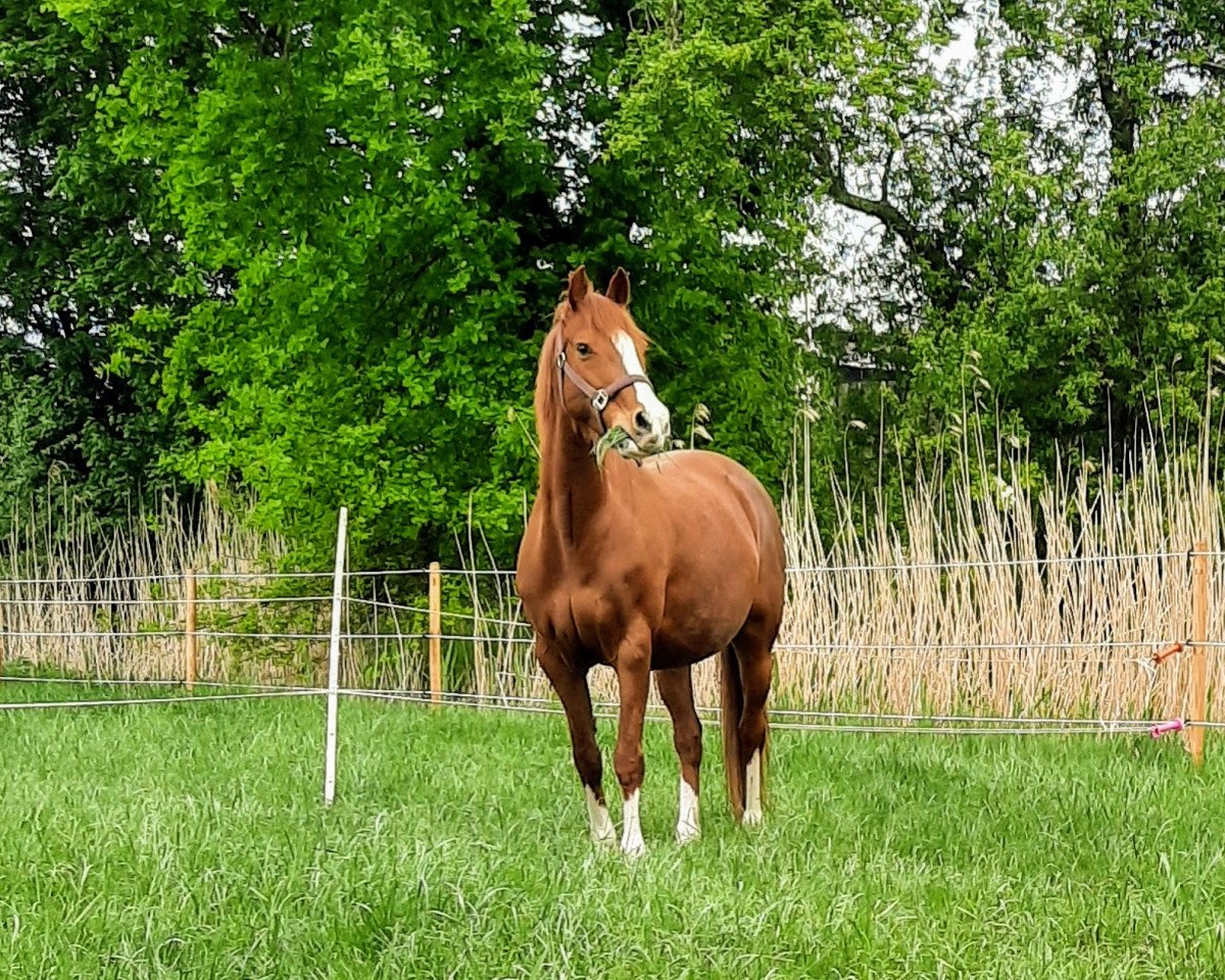 Zuchtstute Ballerina (Deutsches Reitpony, 2010, von Orchard Boginov)