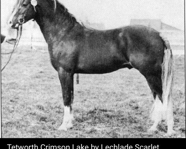 stallion Tetworth Crimson Lake (Welsh-Pony (Section B), 1978, from Lechlade Scarlet Pimpernel)