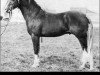 stallion Tetworth Crimson Lake (Welsh-Pony (Section B), 1978, from Lechlade Scarlet Pimpernel)