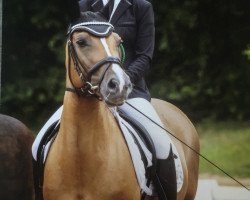 dressage horse Daphne 182 (German Riding Pony, 2007, from Black Dancer)