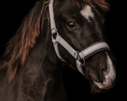 Springpferd Cocolina S (Deutsches Reitpony, 2023, von Cadlanvalley Sir Ivanhoe)