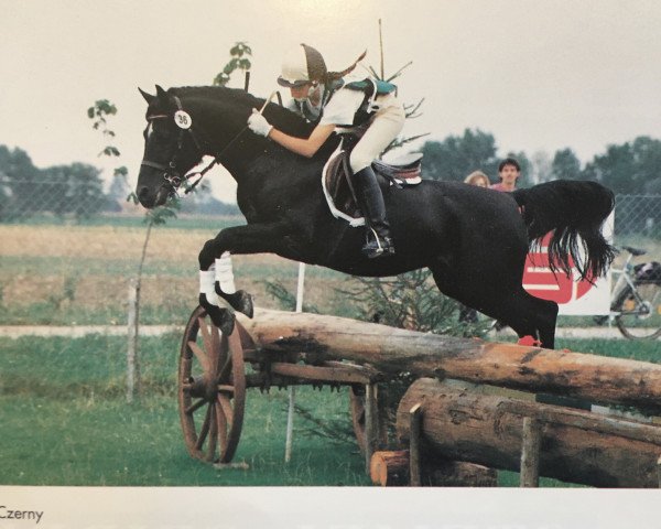 stallion Giglbergs Cappuccino (German Riding Pony, 1981, from Downland Chorister)
