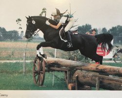 Deckhengst Giglbergs Cappuccino (Deutsches Reitpony, 1981, von Downland Chorister)