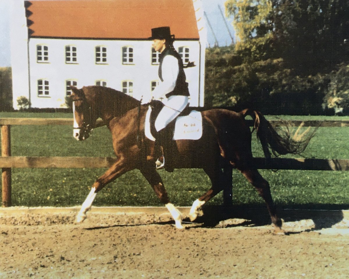 Deckhengst Dempsy Denny S (Deutsches Reitpony, 1986, von Conquistador)