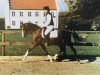 stallion Dempsy Denny S (German Riding Pony, 1986, from Conquistador)
