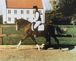 stallion Dempsy Denny S (German Riding Pony, 1986, from Conquistador)