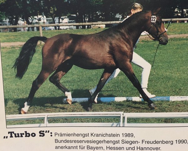 stallion Turbo S (Welsh Partbred, 1987, from Downland Folklore)