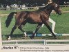 Deckhengst Turbo S (Welsh Partbred, 1987, von Downland Folklore)