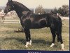 stallion Boomer (German Riding Pony, 1983, from Boomerang)