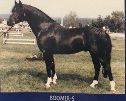 stallion Boomer (German Riding Pony, 1983, from Boomerang)