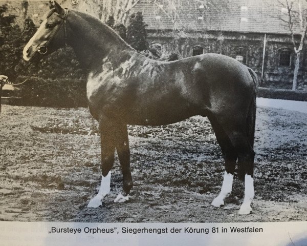 Deckhengst Burstye Orpheus (Nederlands Welsh Ridepony, 1975, von Oakley (C) Bubbling Spring)