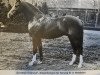 stallion Burstye Orpheus (Nederlands Welsh Ridepony, 1975, from Oakley (C) Bubbling Spring)