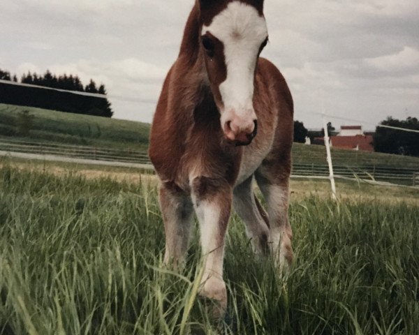 broodmare Altbayerns Kimba (German Riding Pony, 1998, from Dempsy Denny S)