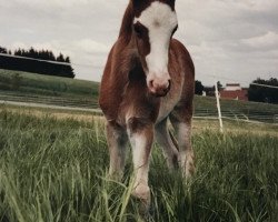 Zuchtstute Altbayerns Kimba (Deutsches Reitpony, 1998, von Dempsy Denny S)