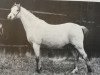 broodmare Belvoir Star Jasmine (Welsh-Pony (Section B), 1970, from Belvoir Zoroaster)