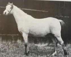 broodmare Belvoir Star Jasmine (Welsh-Pony (Section B), 1970, from Belvoir Zoroaster)