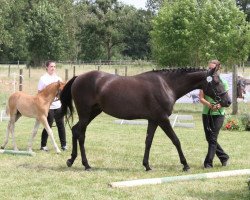 broodmare Anwar‘s Jandala (German Riding Pony, 2011, from FS Pontiac)