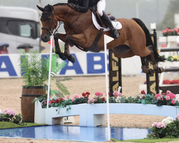 jumper Kalie S (KWPN (Royal Dutch Sporthorse), 2015, from Carrera VDL)