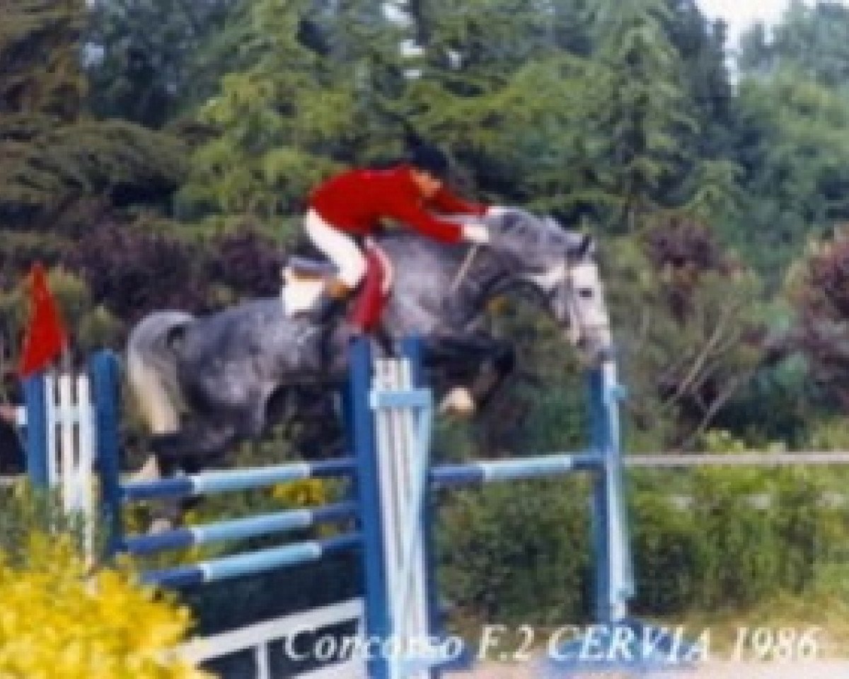 stallion Mokkaido AA (Anglo-Arabs, 1978, from Dionysos II AA)