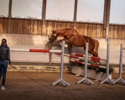 broodmare Nouvel Amour H (German Riding Pony, 2019, from Fs Numero Uno)