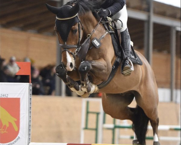 Springpferd Quickly Champione M Z (Zangersheide Reitpferd, 2016, von Quickly de Kreisker)