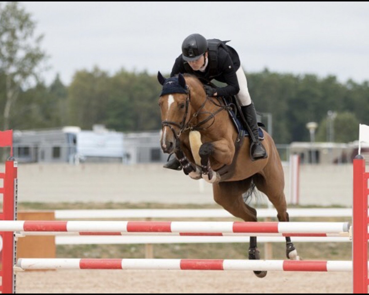 Springpferd Nova (Schwedisches Warmblut, 2010, von Nobel)