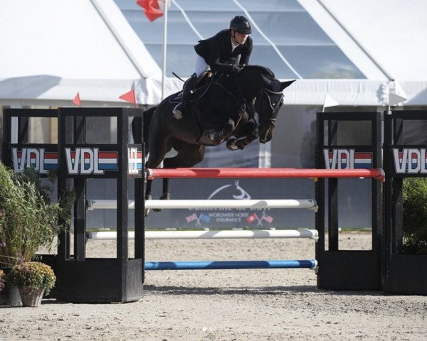 jumper Thorsagardens Daphne (Swedish Warmblood, 2016, from Dakar VDL)