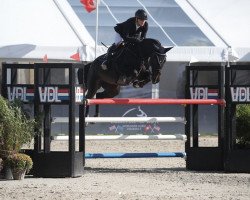 Springpferd Thorsagardens Daphne (Schwedisches Warmblut, 2016, von Dakar VDL)