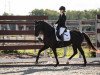 dressage horse Dancing Liesel (Hanoverian, 2018, from Dancier)