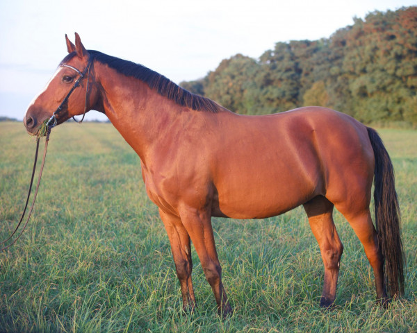 horse Comely Lord (polish noble half-breed, 2009, from Lord-Star)