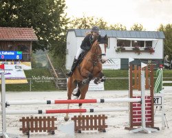 jumper Million Time (Oldenburg show jumper, 2018, from Million Dollar)