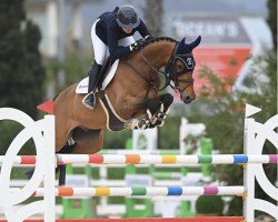 jumper Castell Gandolfo (Oldenburg show jumper, 2014, from Cascadello)