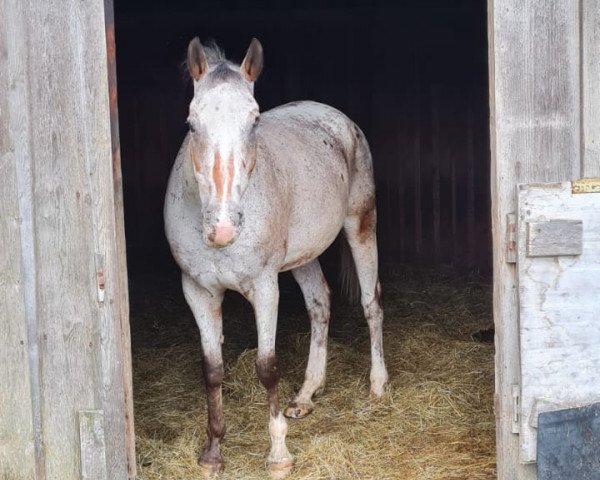 Pferd Scout (Appaloosa, 2009)