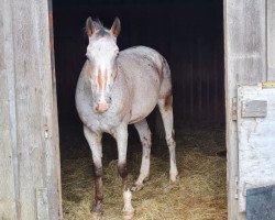 horse Scout (Appaloosa, 2009)