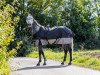 Springpferd Lorenz van de Kapel (Belgium Sporthorse, 2017, von Clear Sky du Sud Z)