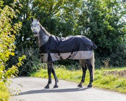 Pferd Lorenz van de Kapel (Belgium Sporthorse, 2017, von Clear Sky du Sud Z)