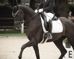 dressage horse Finest Fips (German Sport Horse, 2020, from Finest)