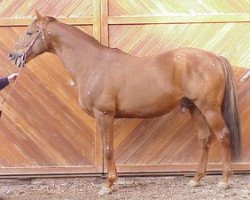 stallion Allegro Fontaine AA (Anglo-Arabs, 1988, from Fayriland II AA)